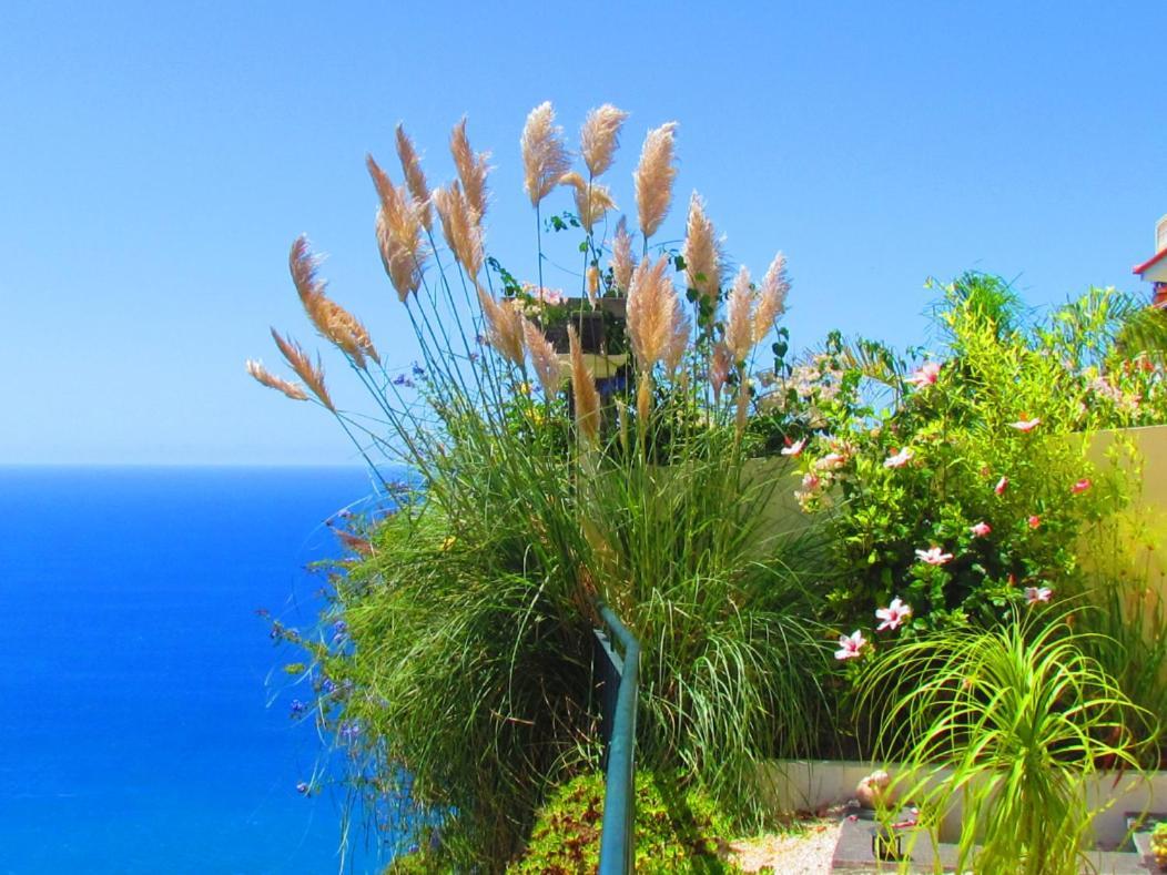 Casa Serena Apartments Arco da Calheta  Exteriér fotografie